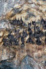 Foto Flederm&auml;use in der Grotte